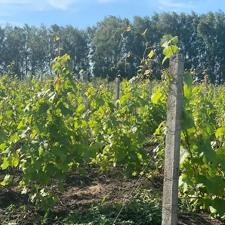 فندق The Village Wine 3*